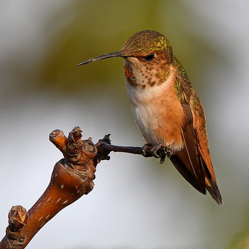 Hummer7.jpg