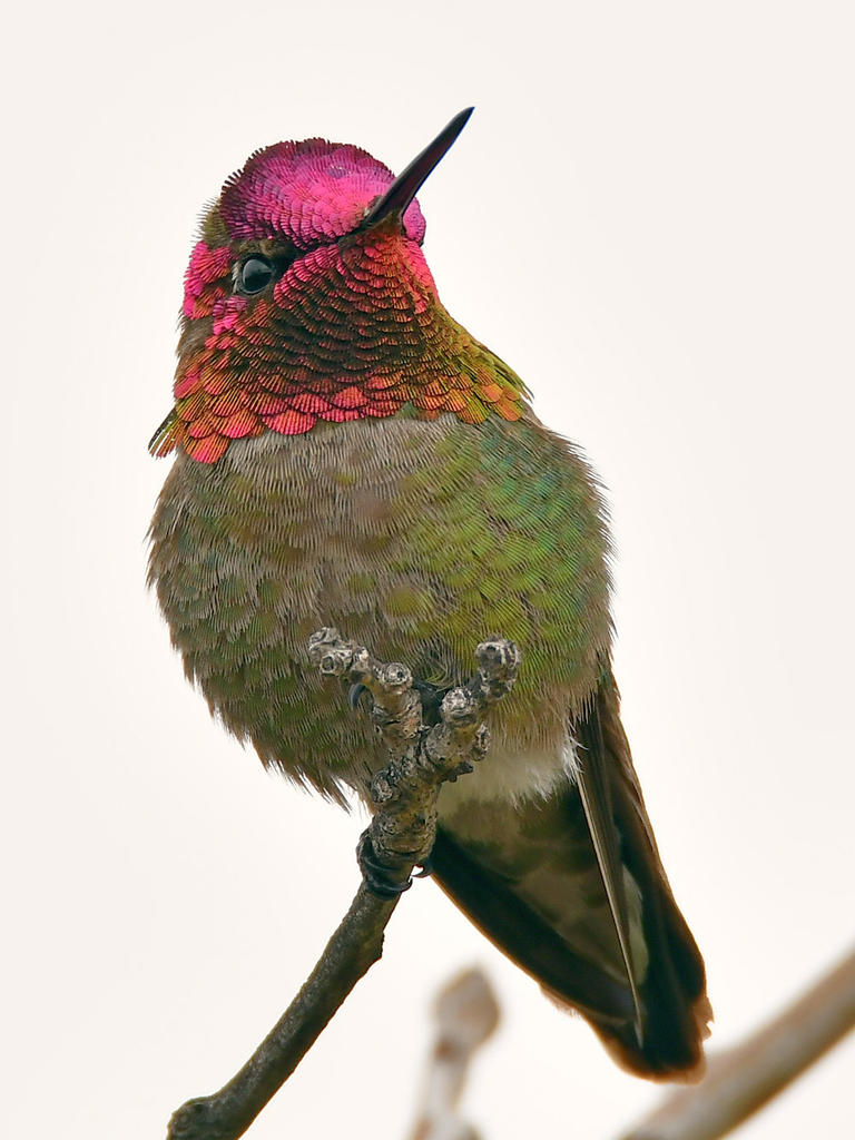 Hummer7.jpg
