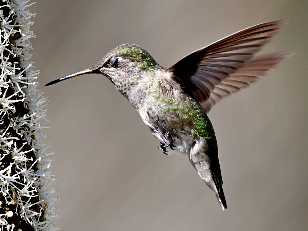Hummer7.jpg