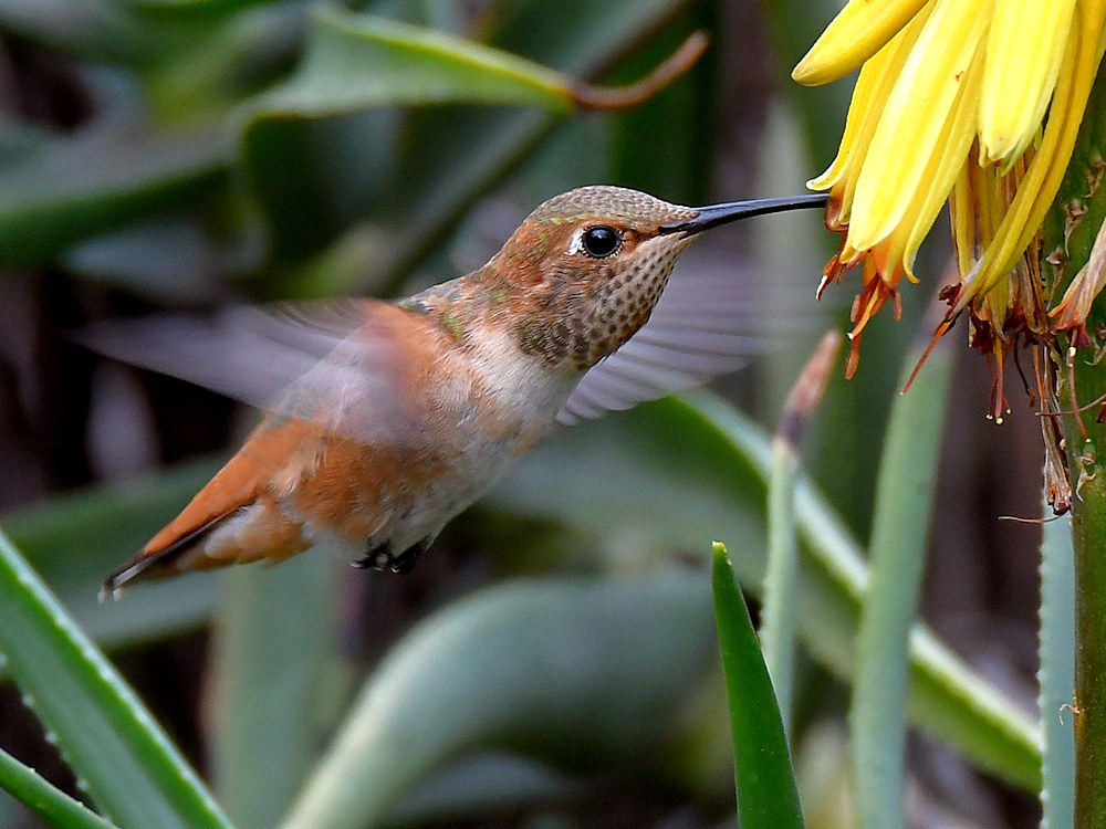 Hummer7.jpg