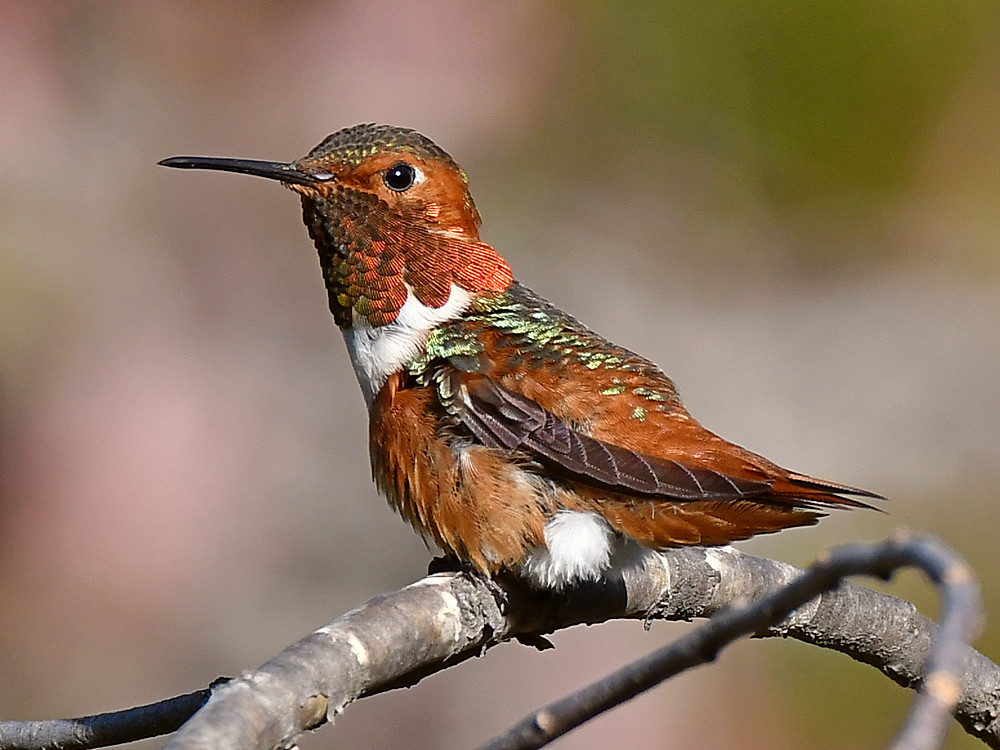 Hummer7.jpg