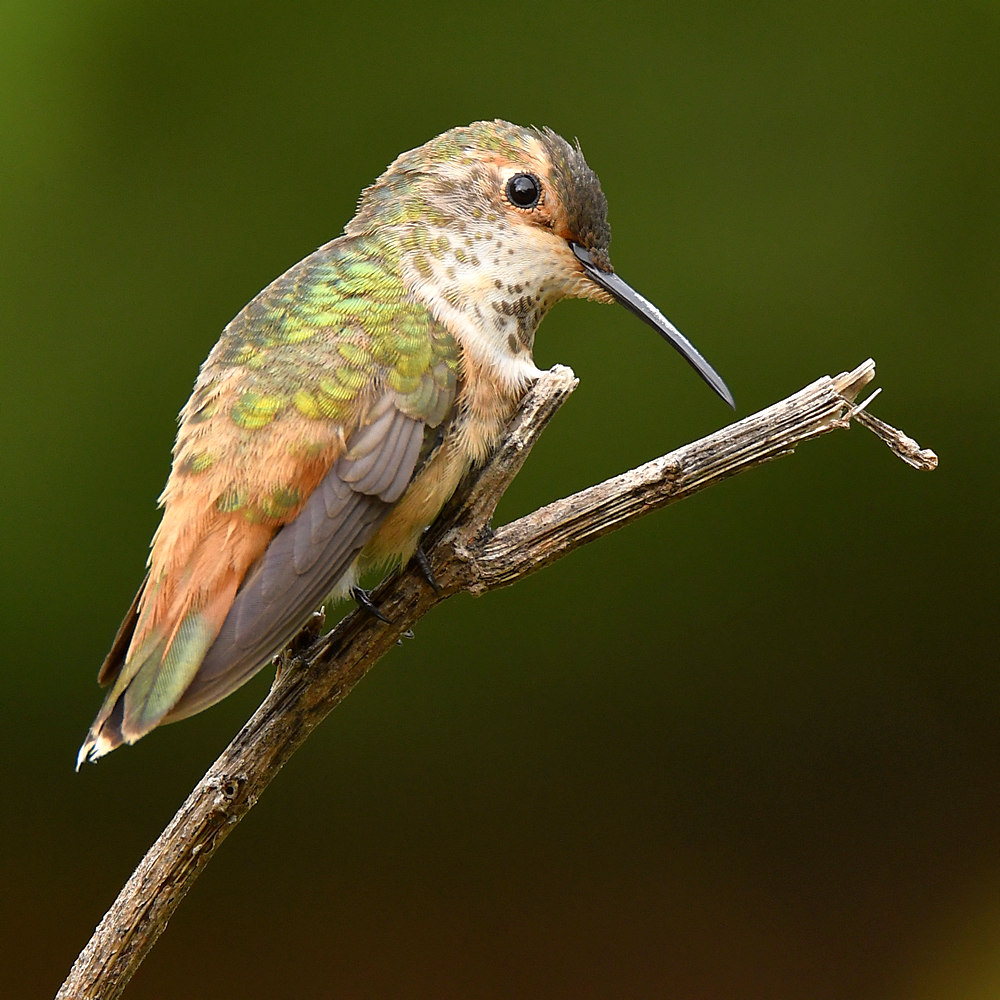 Hummer7.jpg