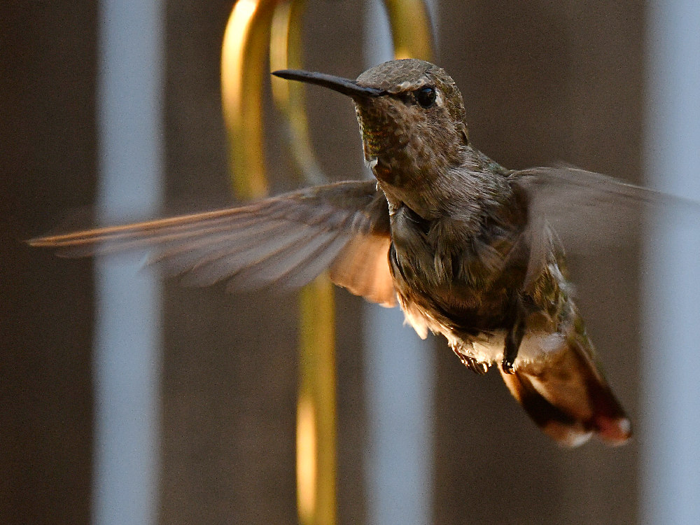 Hummer7.jpg