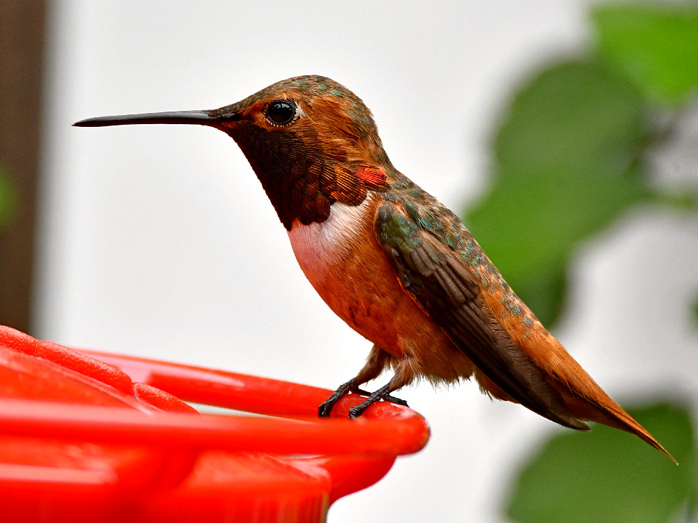 Hummer7.jpg