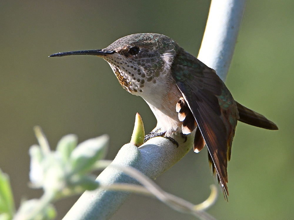 Hummer7.jpg