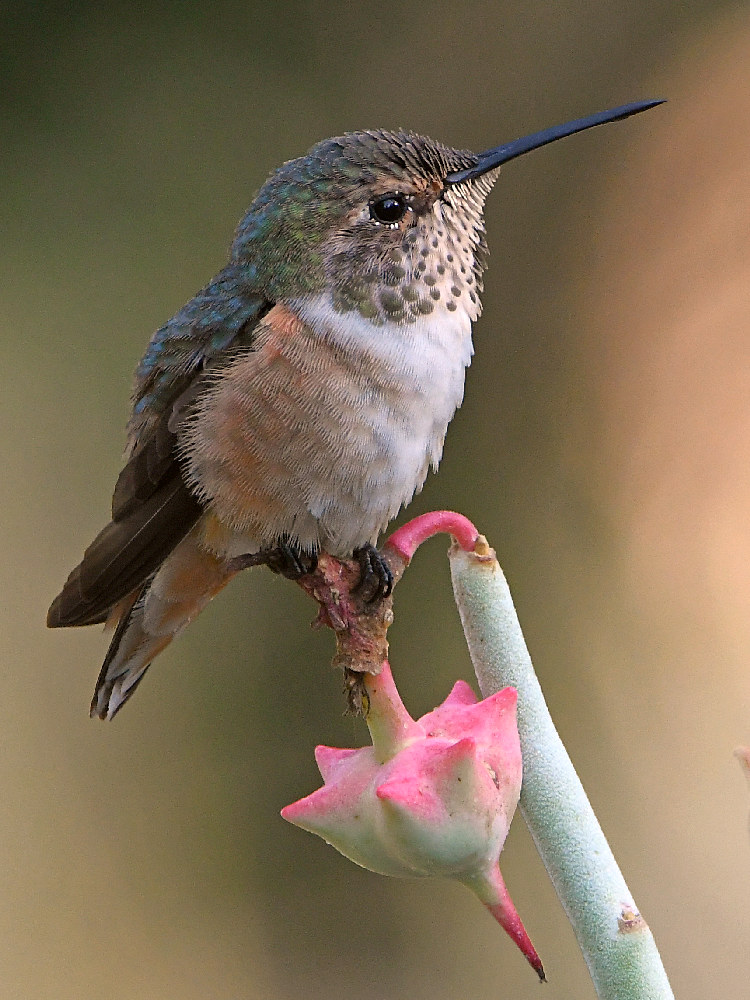 Hummer7.jpg