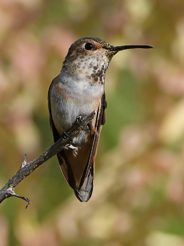 Hummer7.jpg