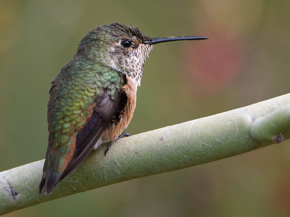 Hummer7.jpg