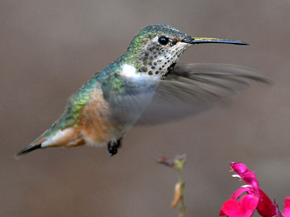 Hummer7.jpg