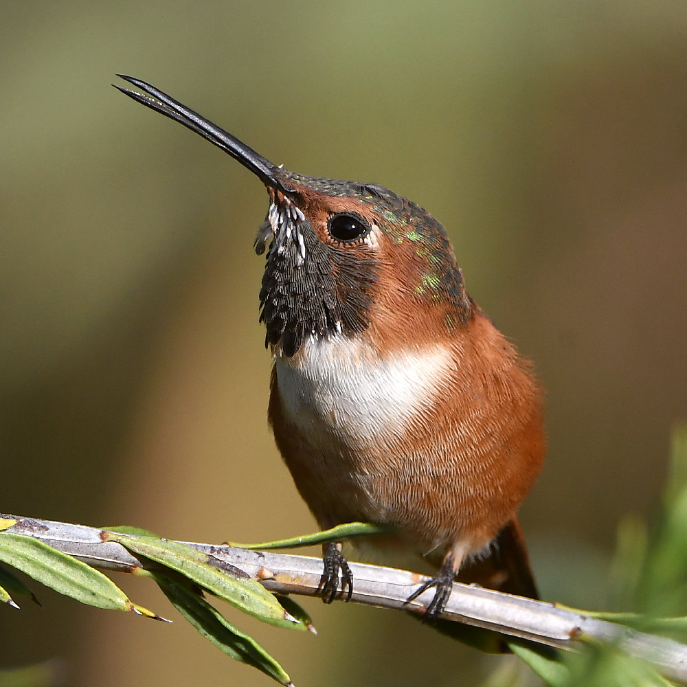 Hummer7.jpg