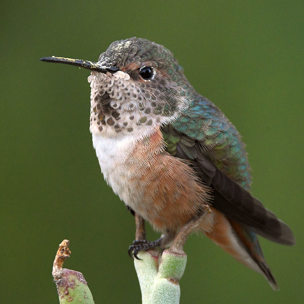 Hummer7.jpg