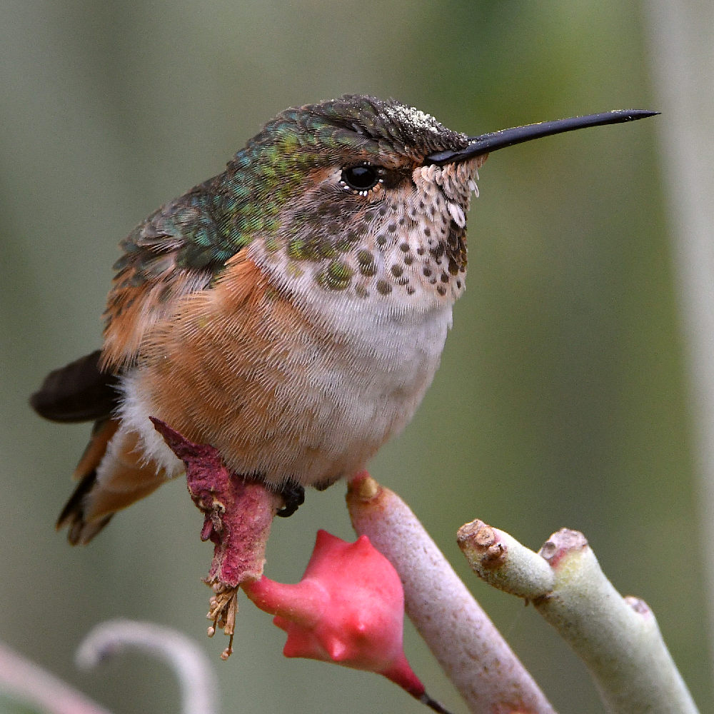 Hummer7.jpg