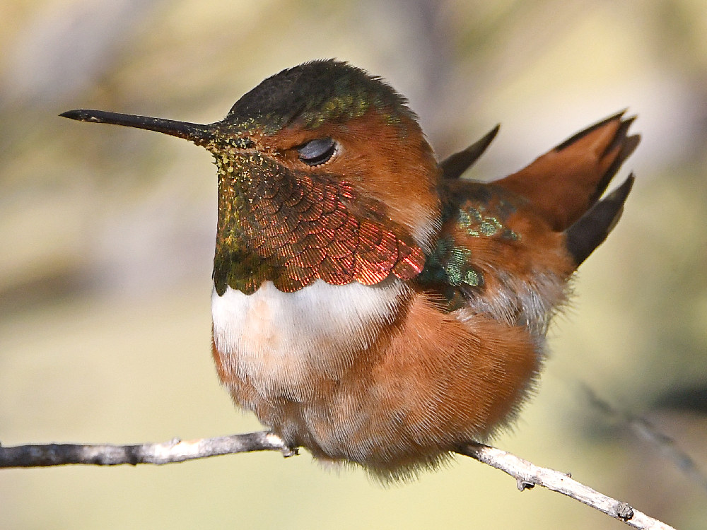 Hummer7.jpg