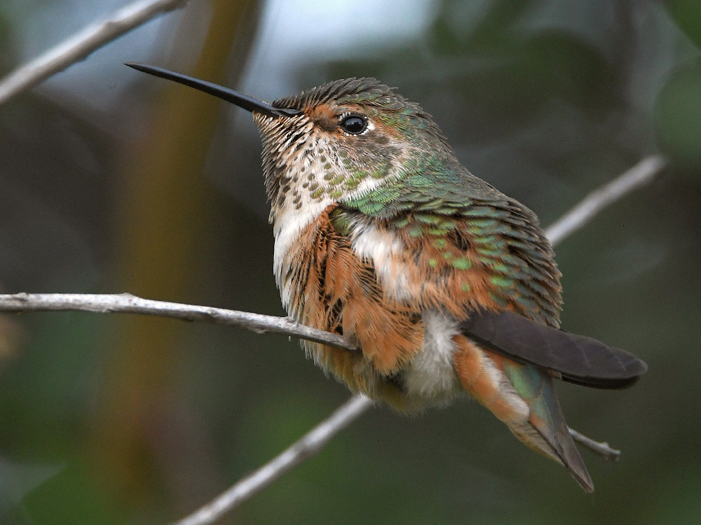 Hummer7.jpg