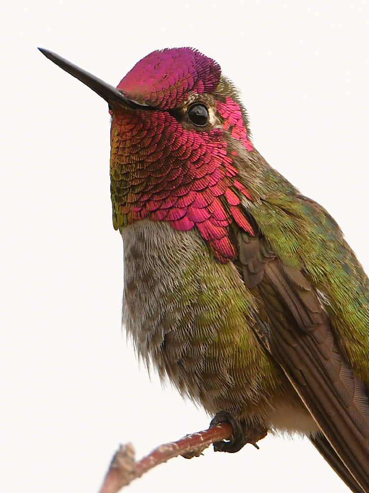 Hummer7.jpg