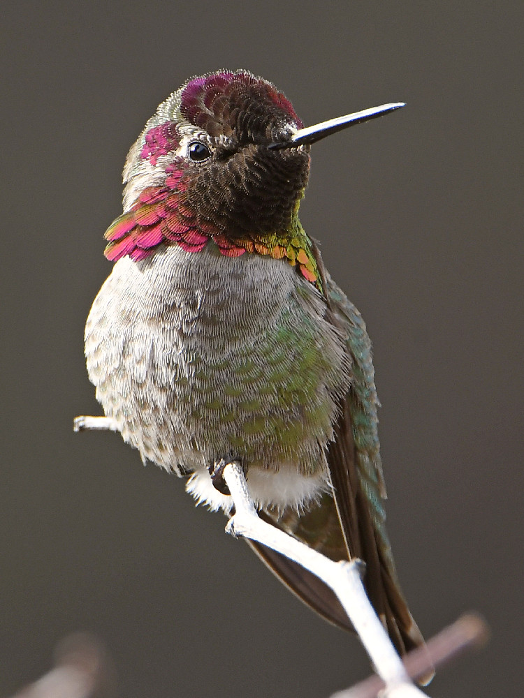 Hummer7.jpg