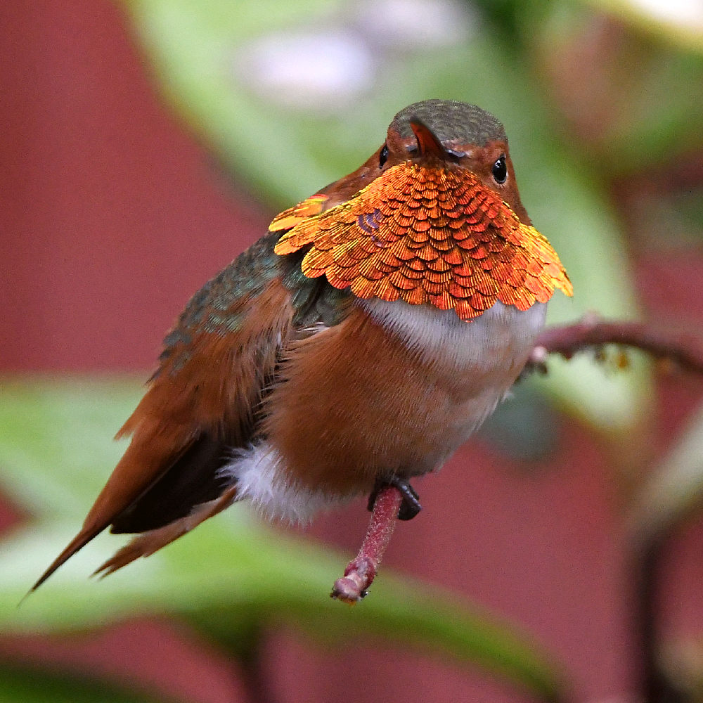 Hummer7.jpg