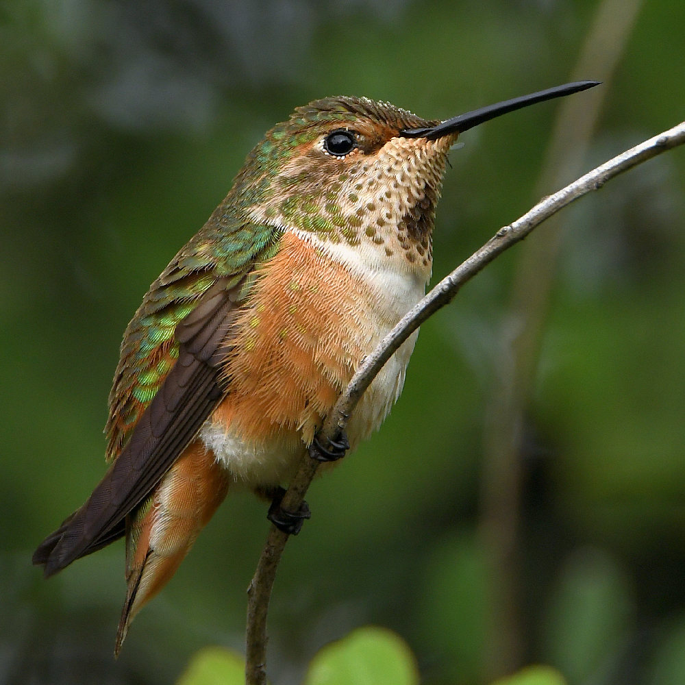 Hummer7.jpg