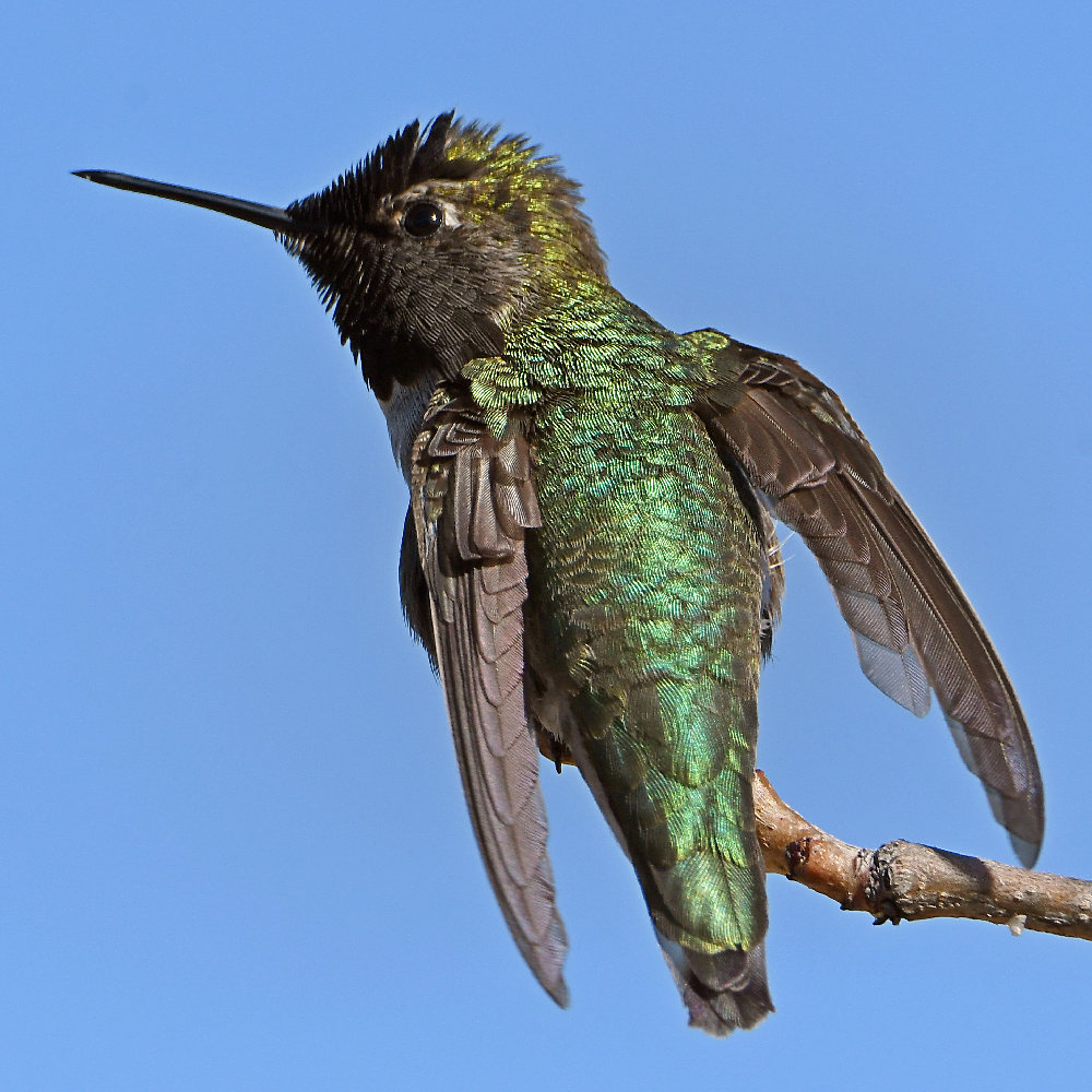 Hummer7.jpg