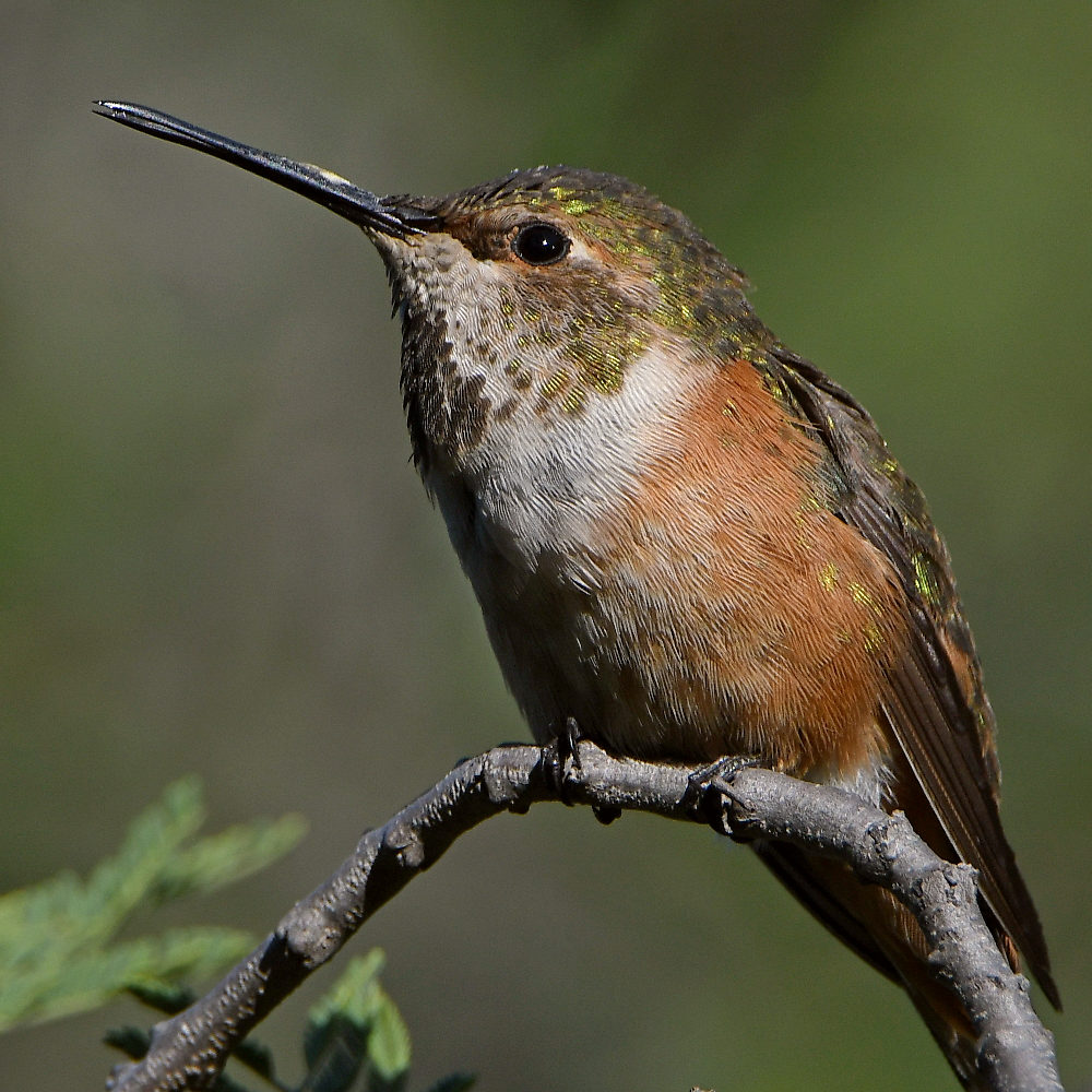 Hummer7.jpg