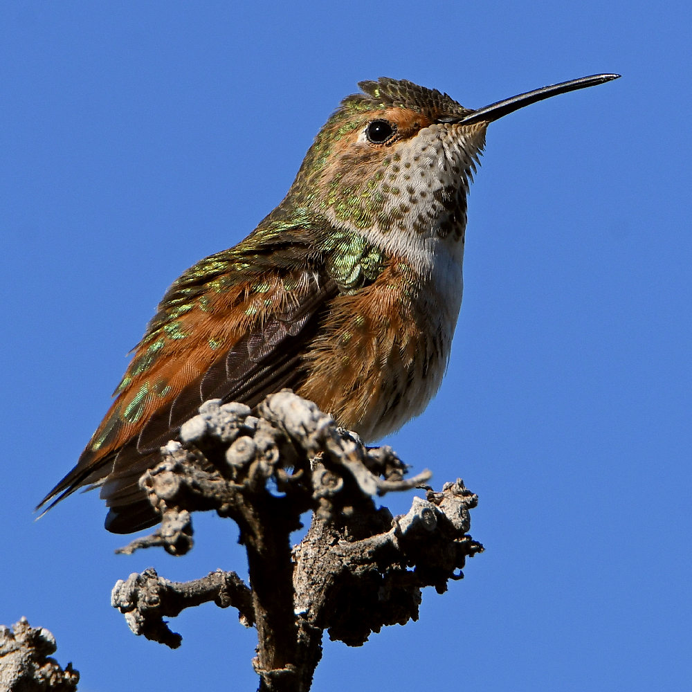 Hummer7.jpg