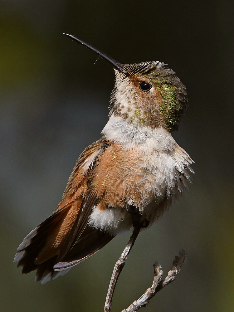 Hummer7.jpg
