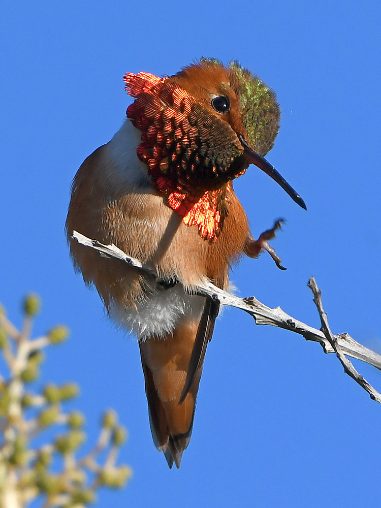 Hummer7.jpg