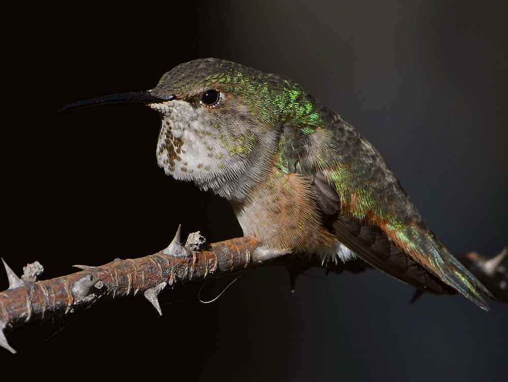 Hummer7.jpg