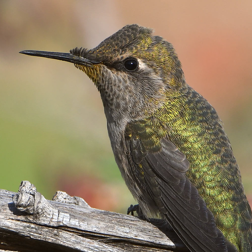 Hummer7.jpg