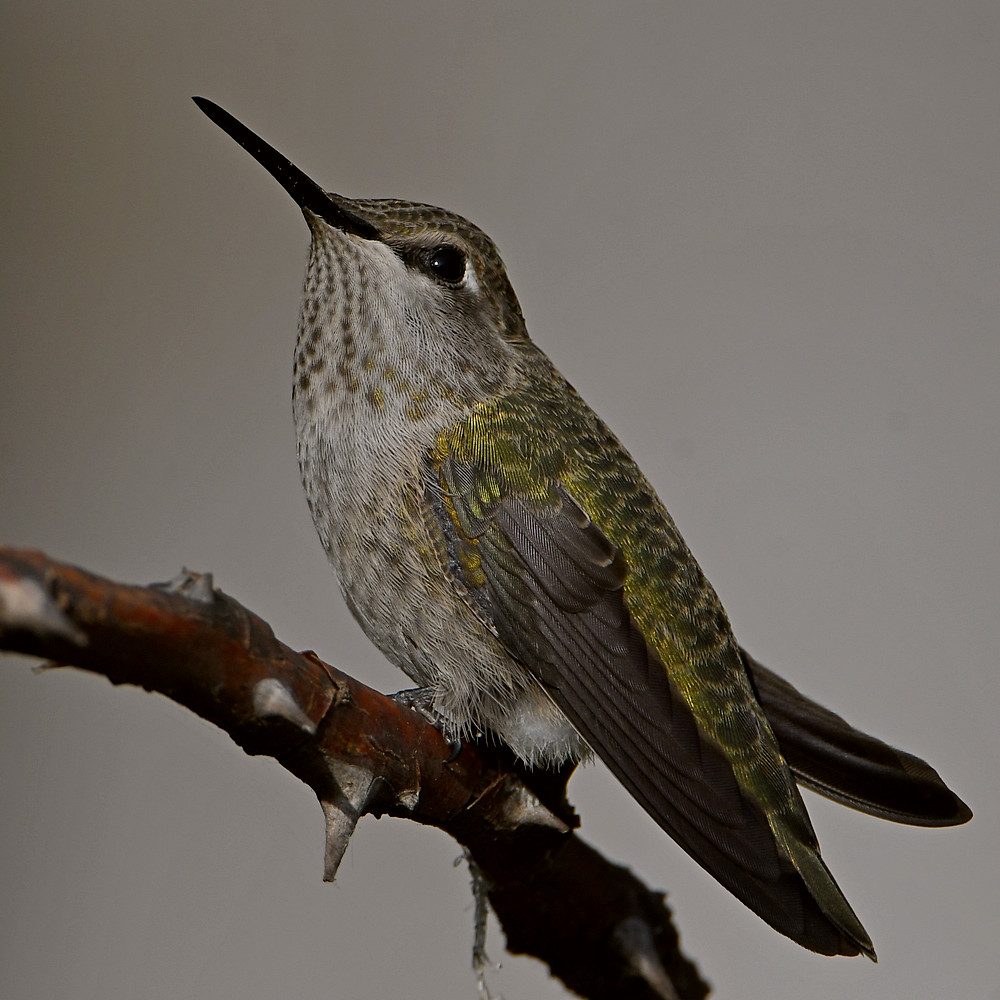 Hummer7.jpg