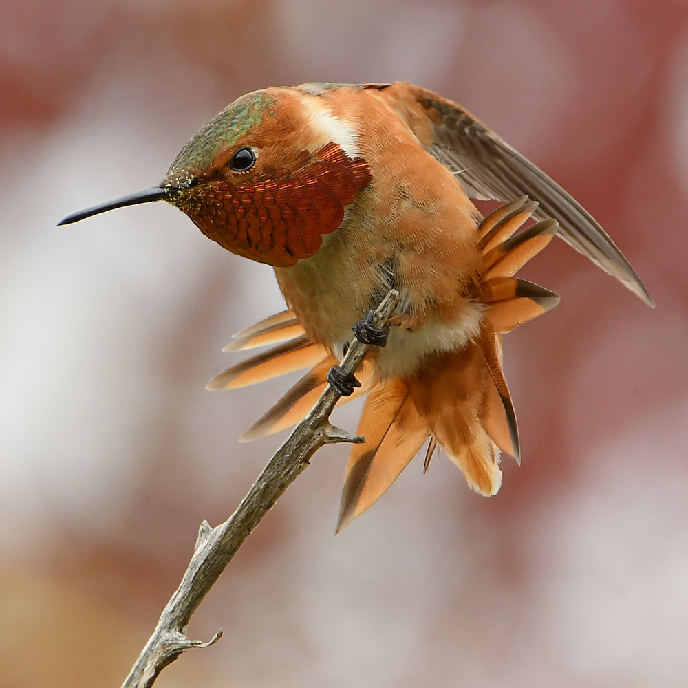 Hummer7.jpg