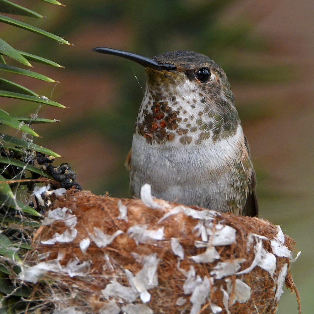Hummer7.jpg