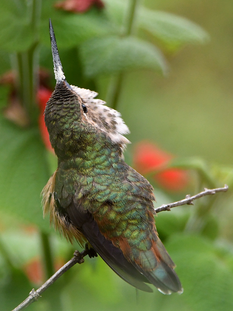 Hummer7.jpg
