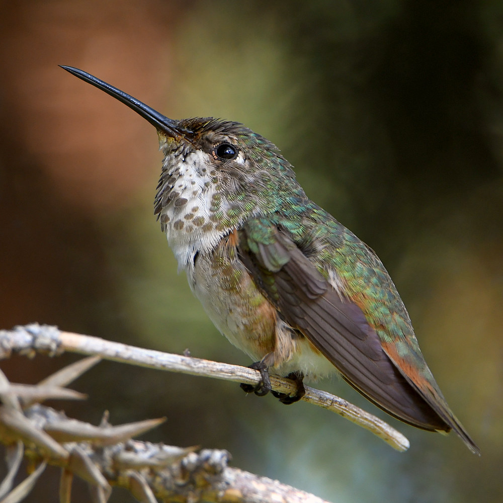 Hummer7.jpg