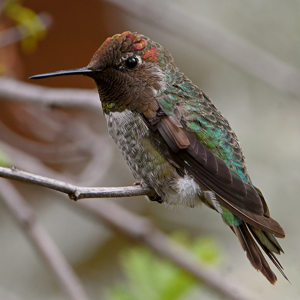 Hummer7.jpg