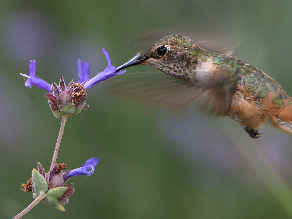 Hummer7.jpg