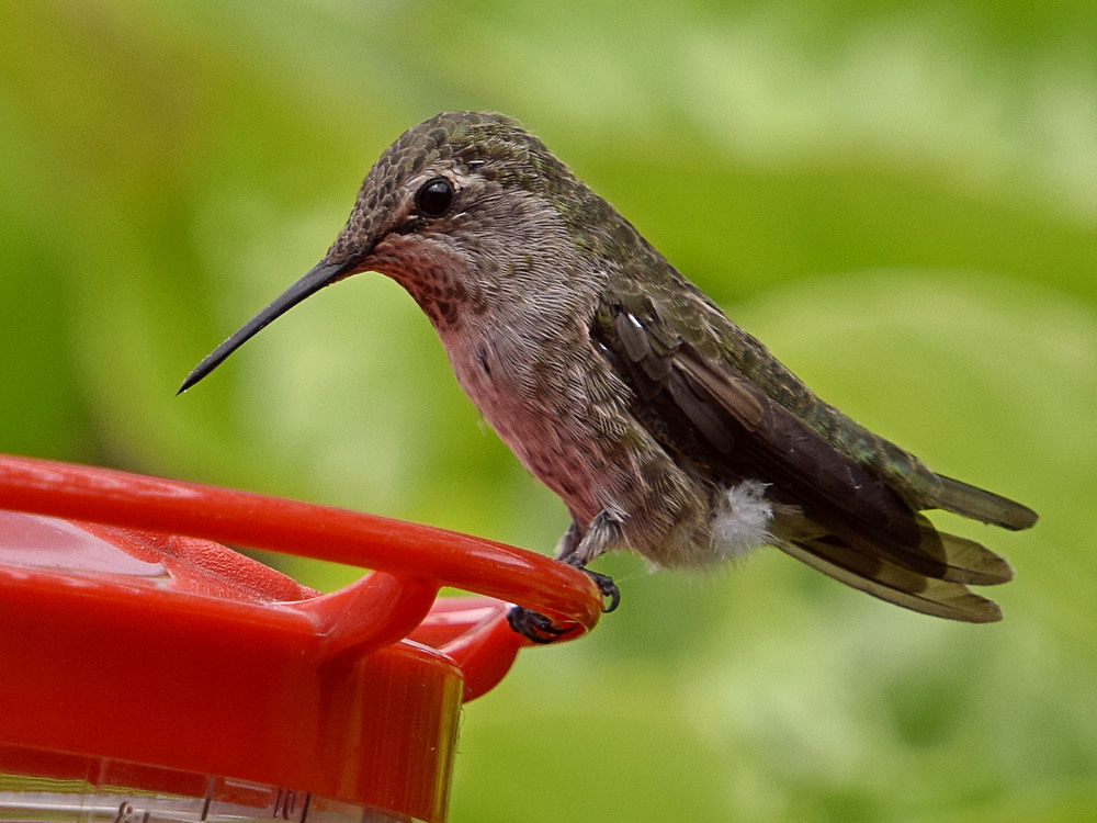 Hummer7.jpg