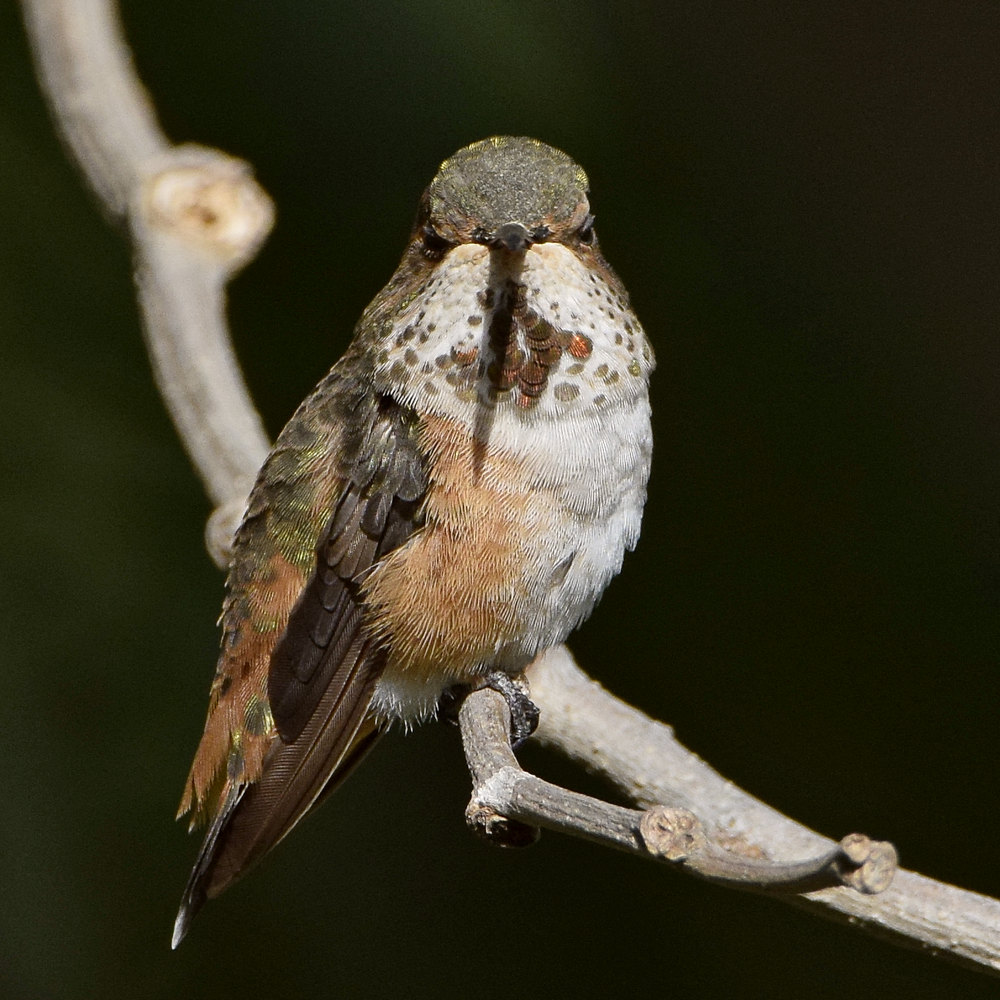 Hummer7.jpg
