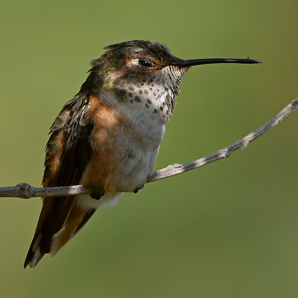 Hummer7.jpg