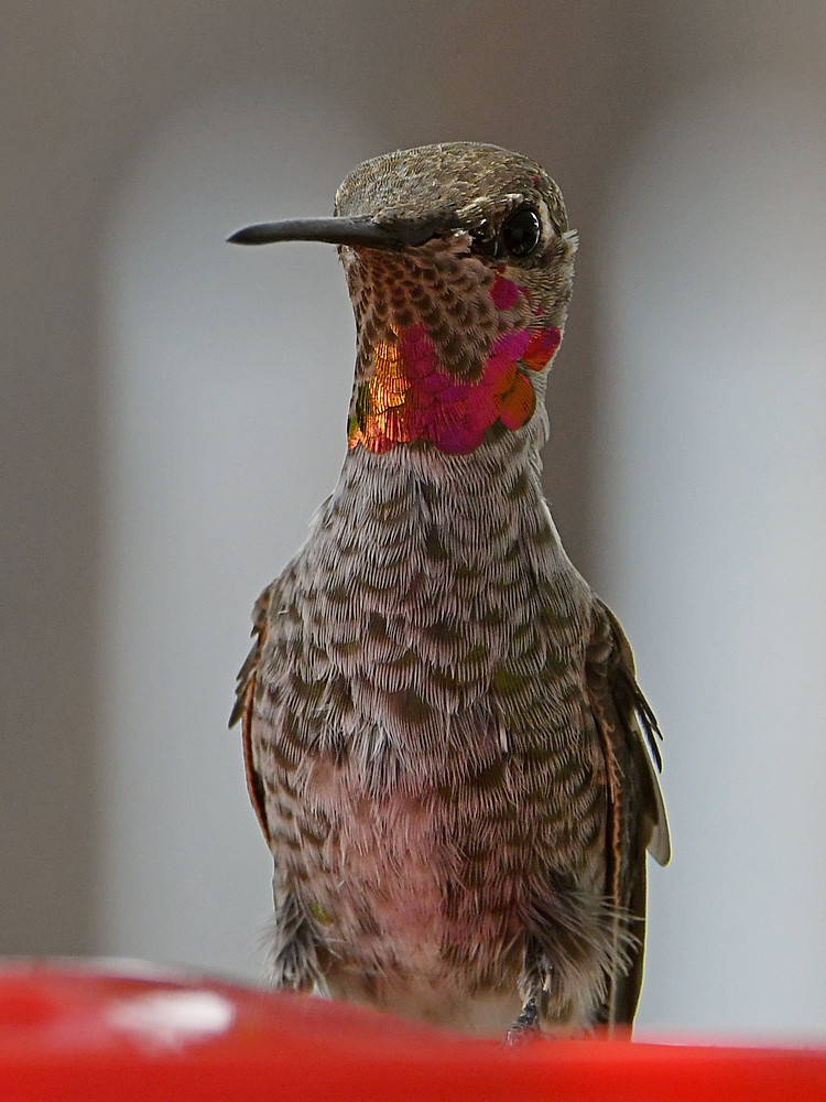 Hummer7.jpg