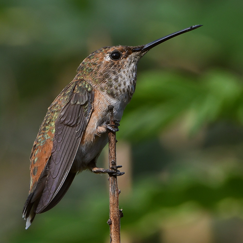 Hummer7.jpg
