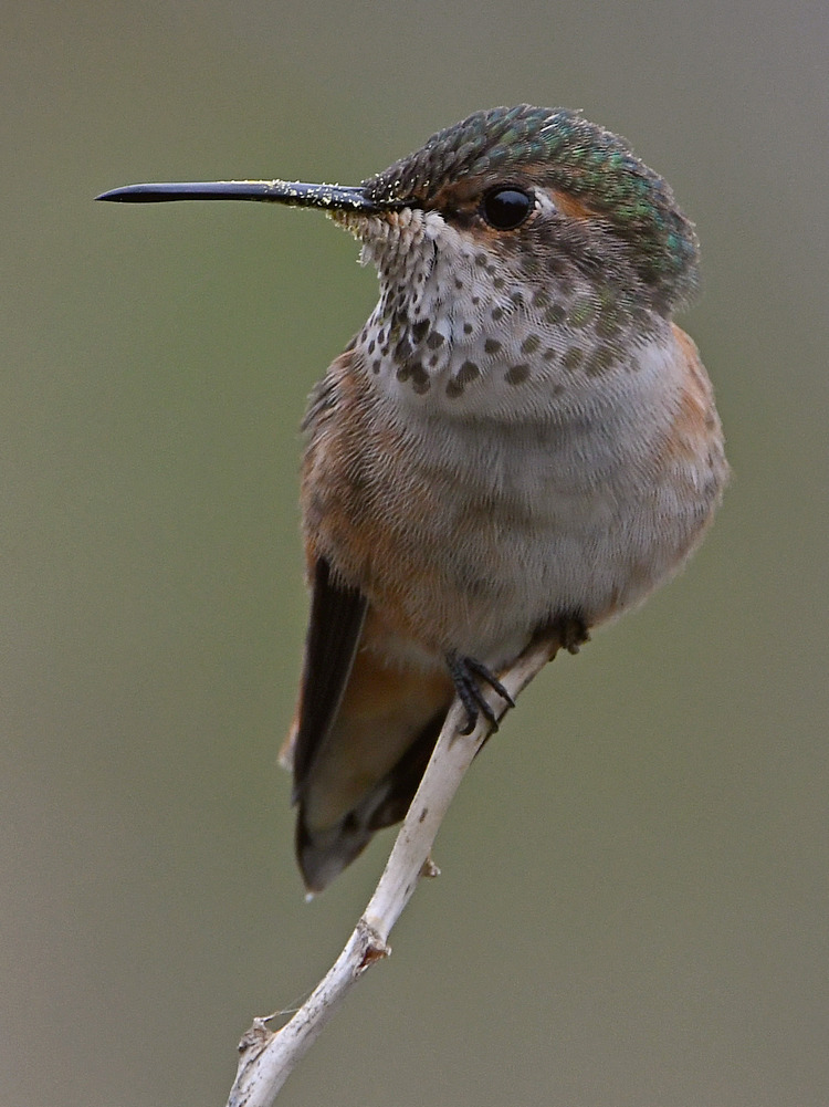 Hummer7.jpg