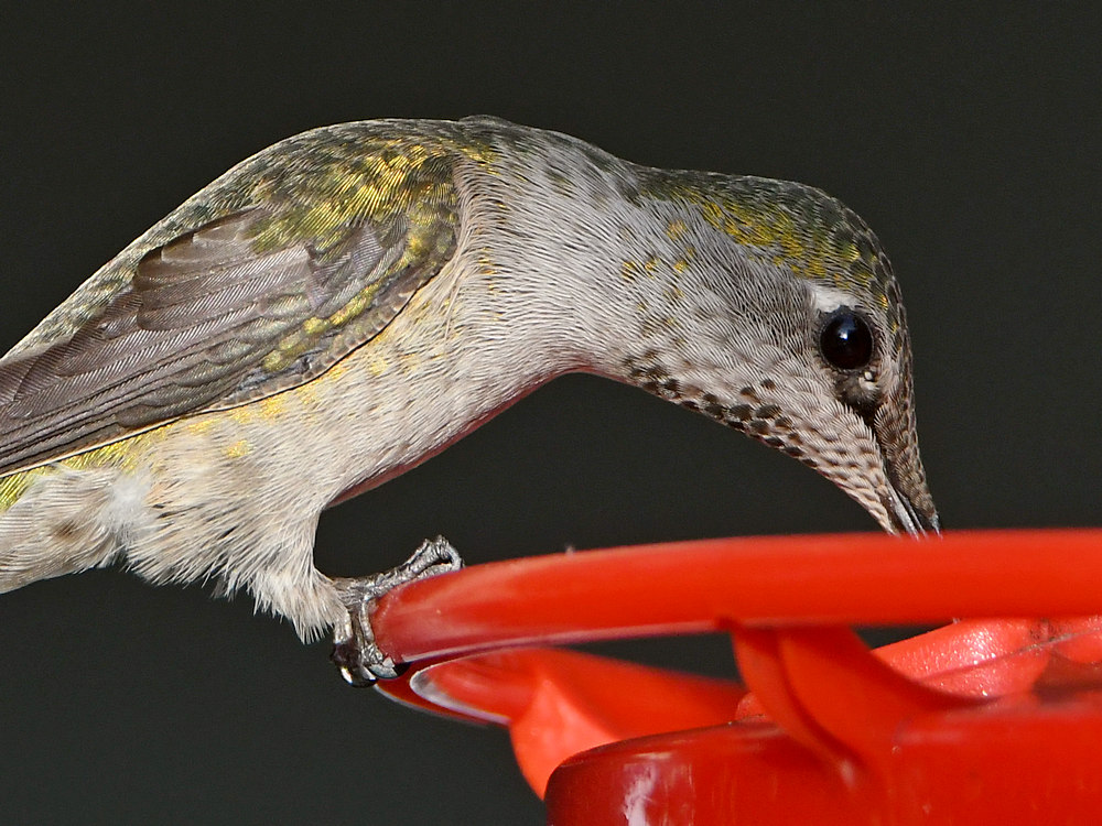 Hummer7.jpg