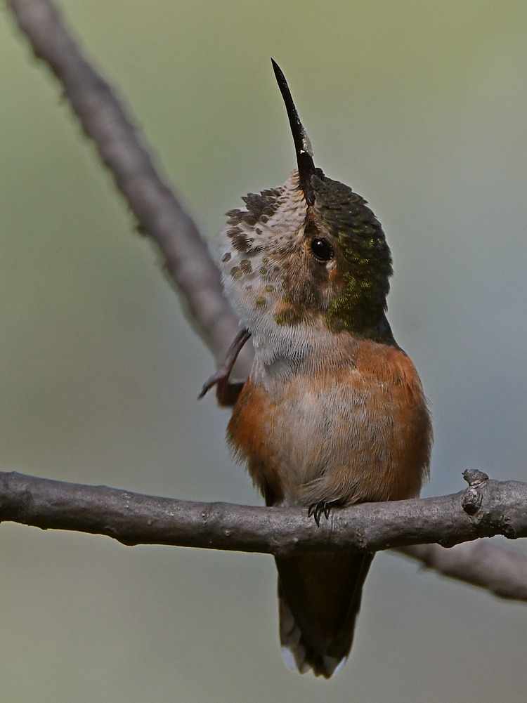 Hummer7.jpg