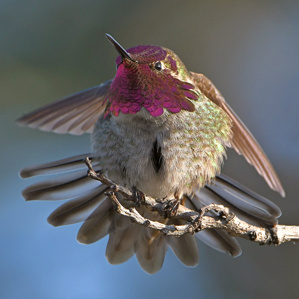 Hummer7.jpg