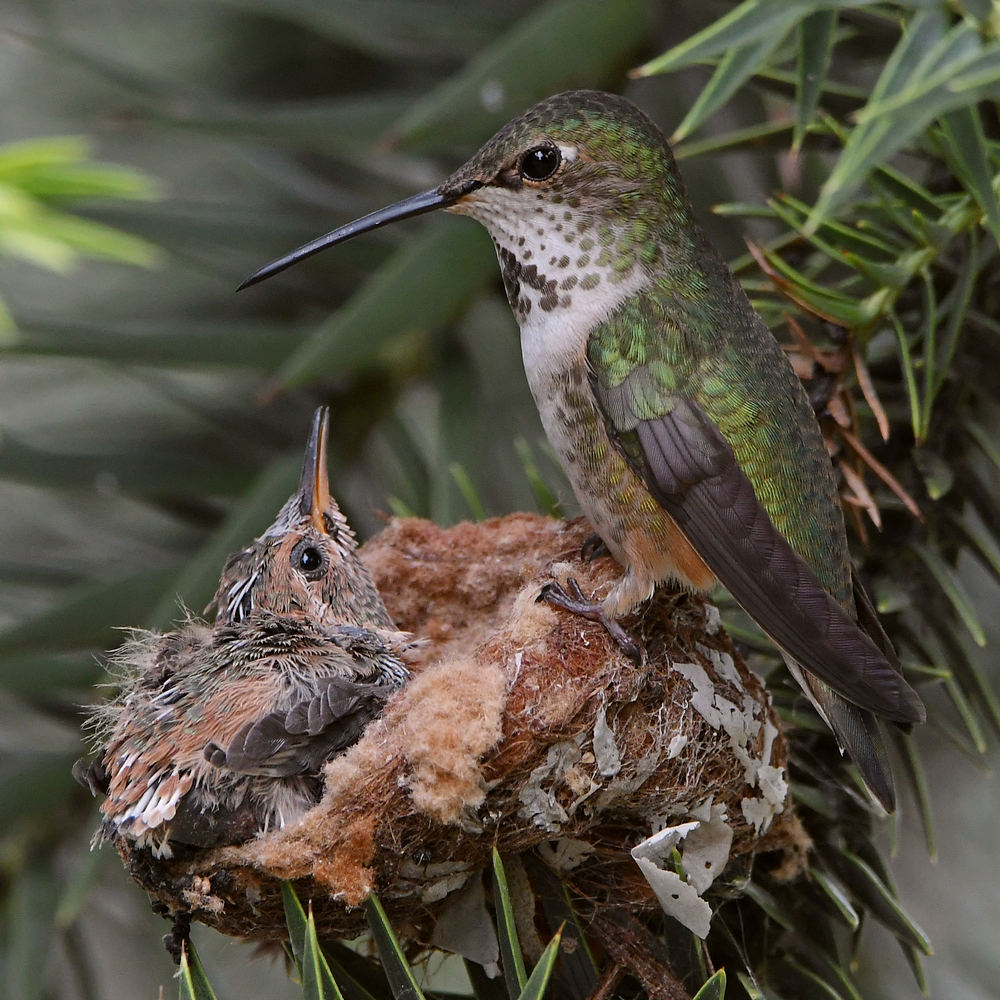 Hummer7.jpg