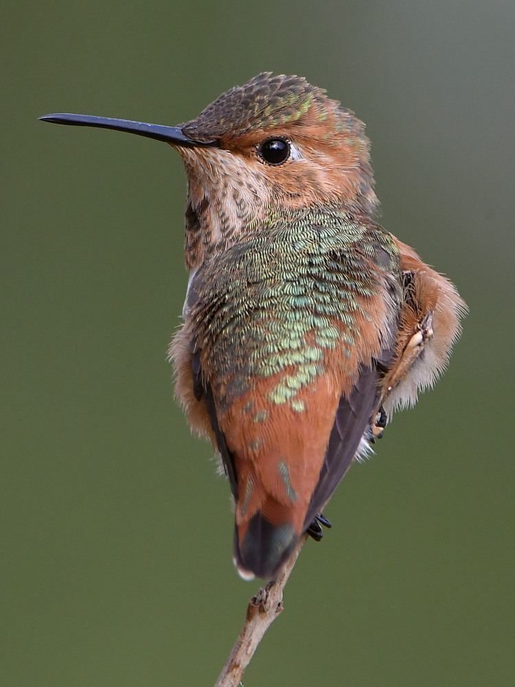Hummer7.jpg