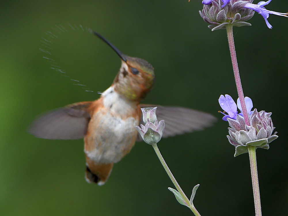 Hummer7.jpg