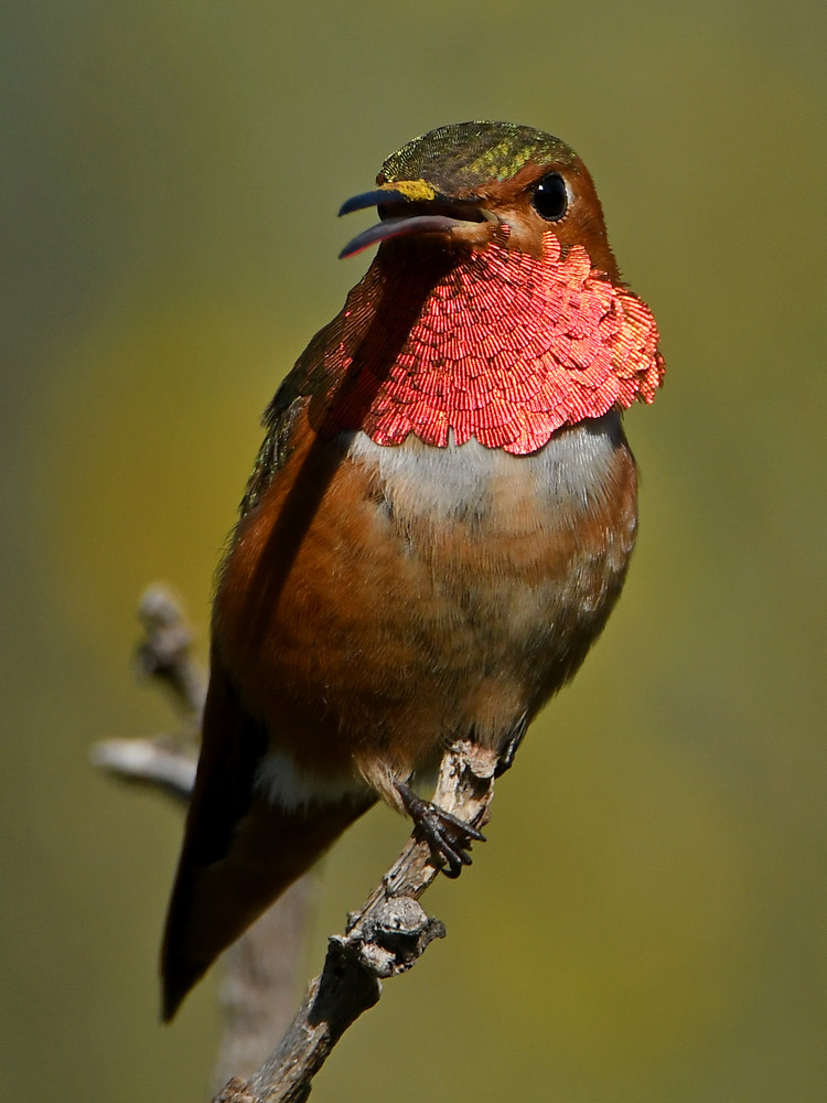 Hummer7.jpg