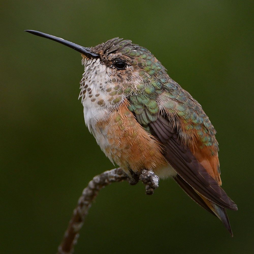 Hummer7.jpg